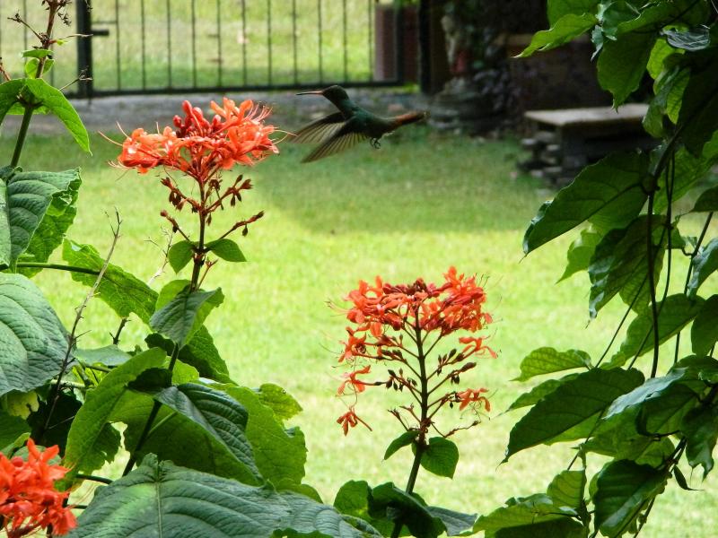 Hummingbird enjoying the garden flowers