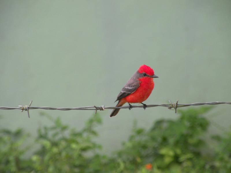 Vermillion Fly Catcher (male)